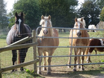 Ferienhof Feinen unsere Tiere Pferde und Ponys