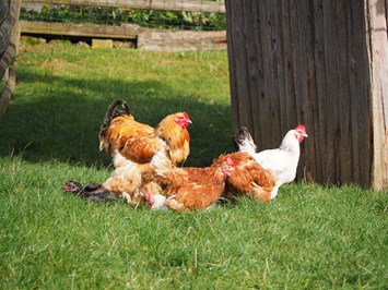 Ferienhof Feinen unsere Tiere Hühner