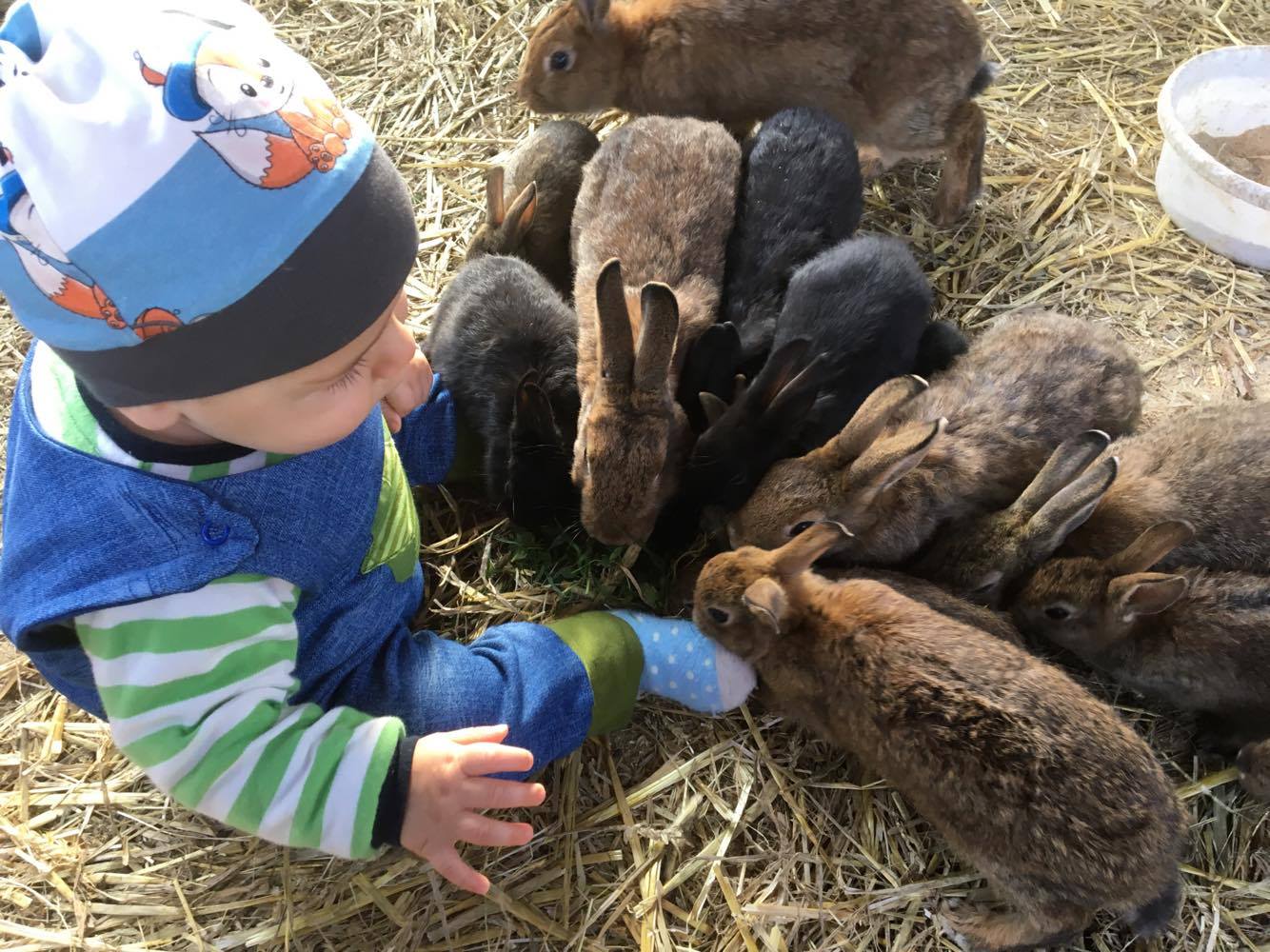 Ferienhof Feinen Naše životinje zečevi