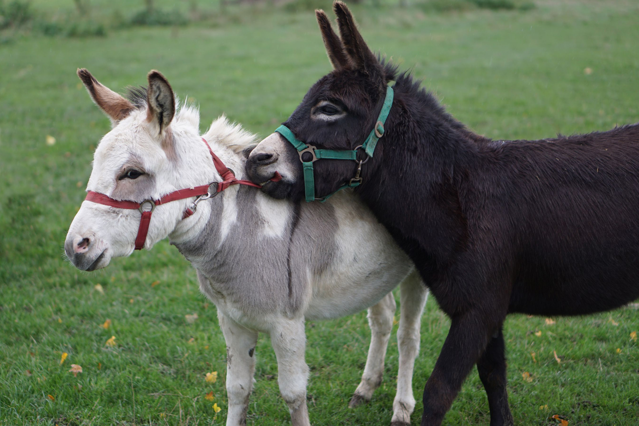 Ferienhof Feinen Naše životinje magarac