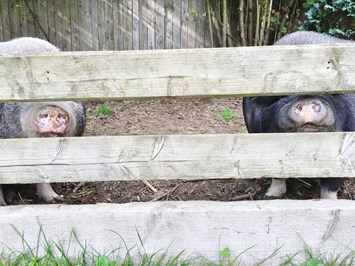 Ferienhof Feinen unsere Tiere Minischweine