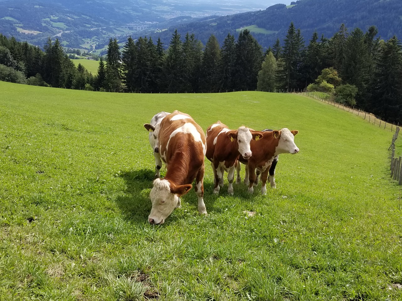 TRIPPOLTHOF - Urlaub am Bauernhof I nostri animali Buoi grandi e piccoli