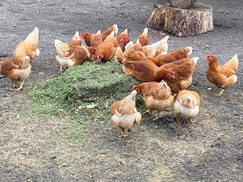 Der Eichenhof unsere Tiere Unsere Hühner