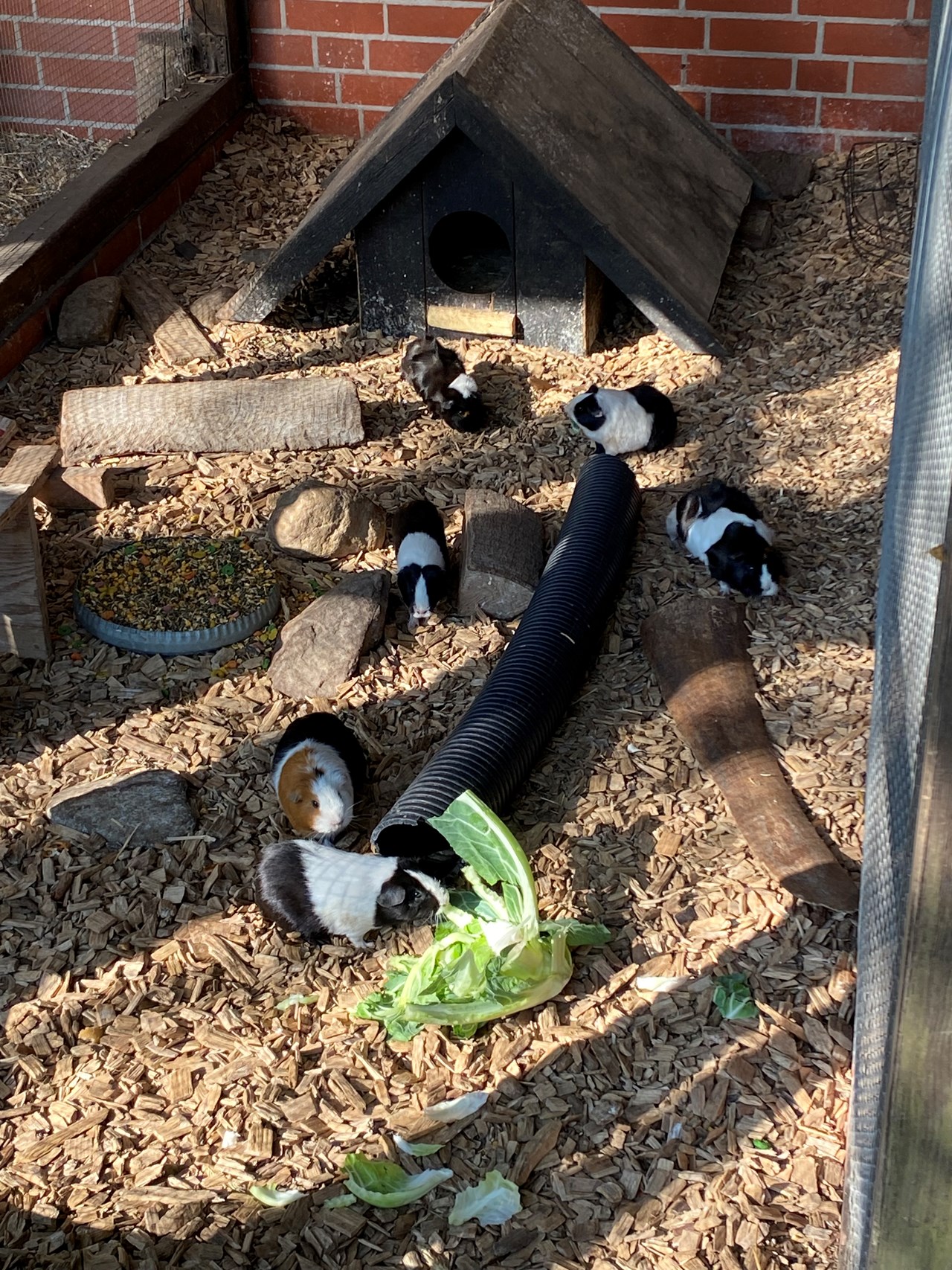 Der Eichenhof unsere Tiere Unsere Meerschweinchen