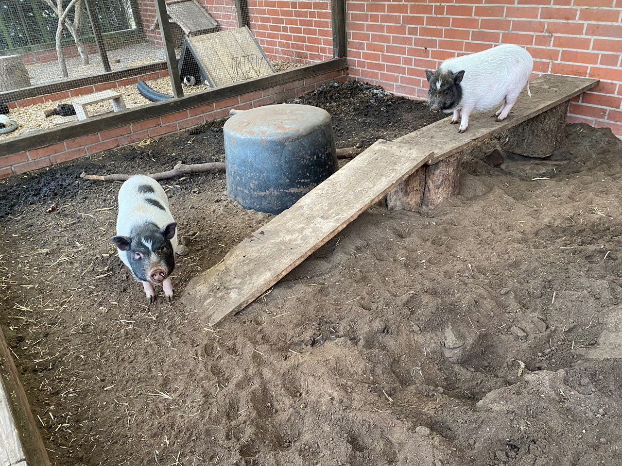 Der Eichenhof Our animals Our mini pigs