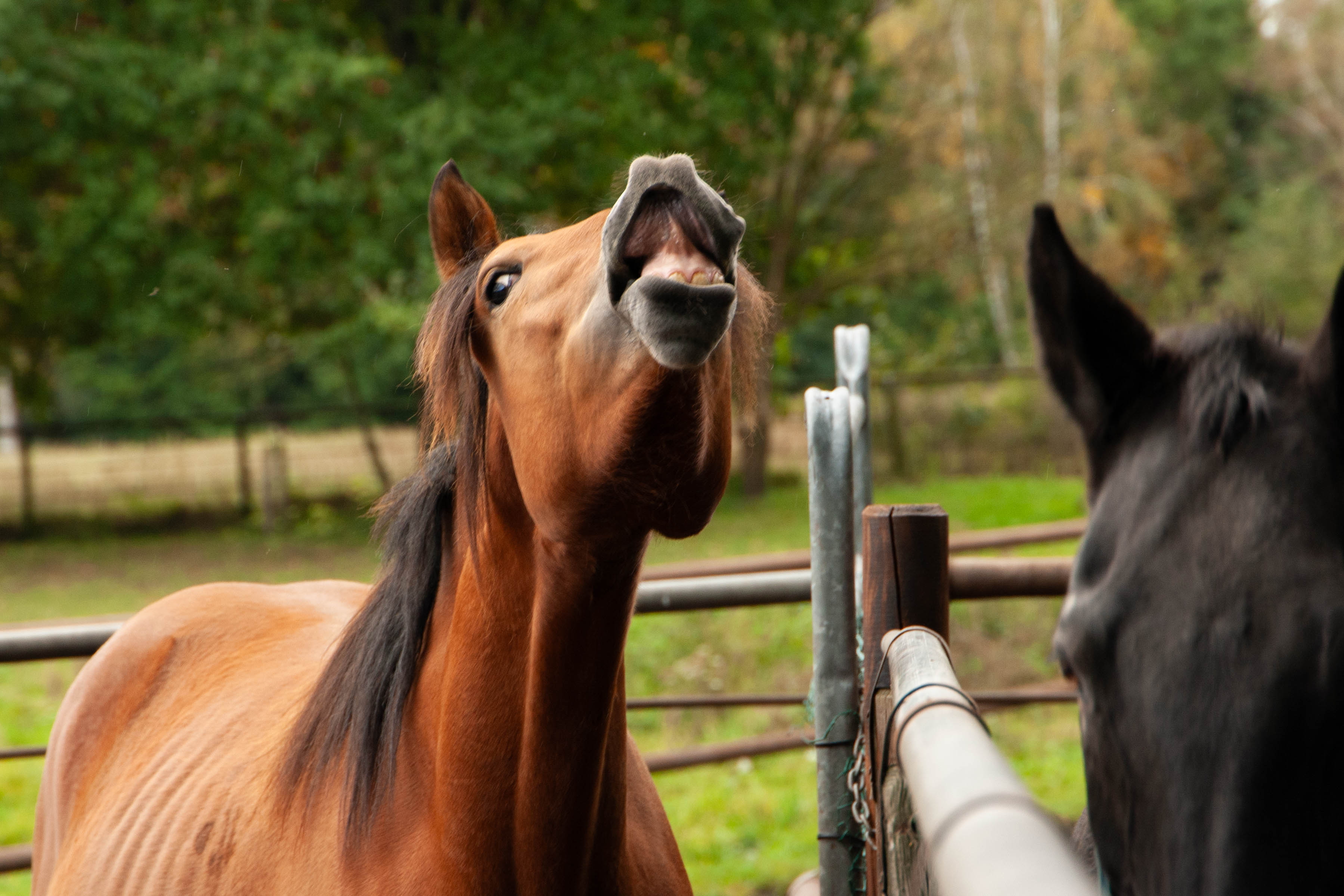 odmor na imanju - Bio-Bauernhof - Njemačka - Reiterhof Hof Immenknick***