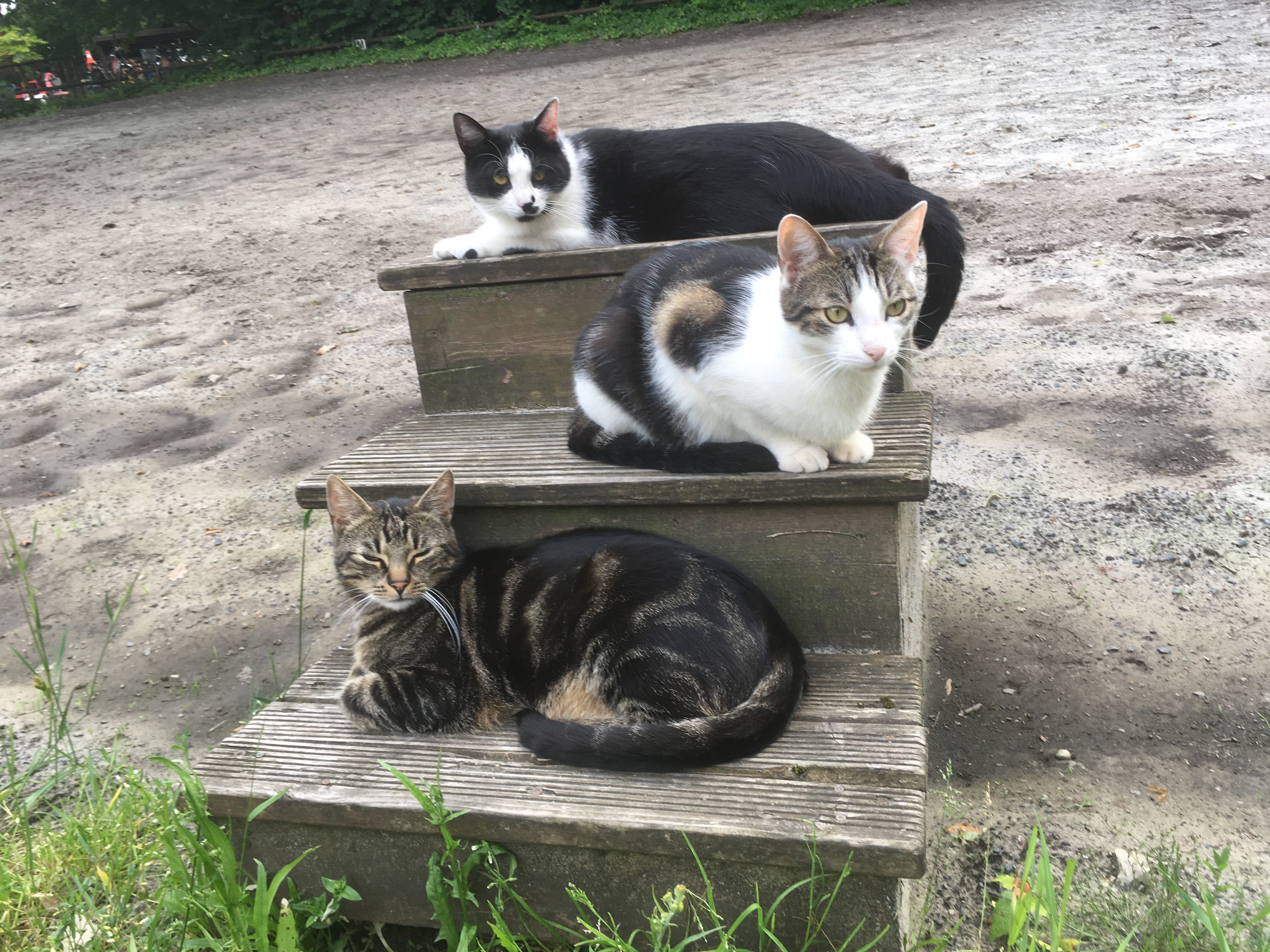 odmor na imanju - Bio-Bauernhof - Njemačka - Reiterhof Hof Immenknick***