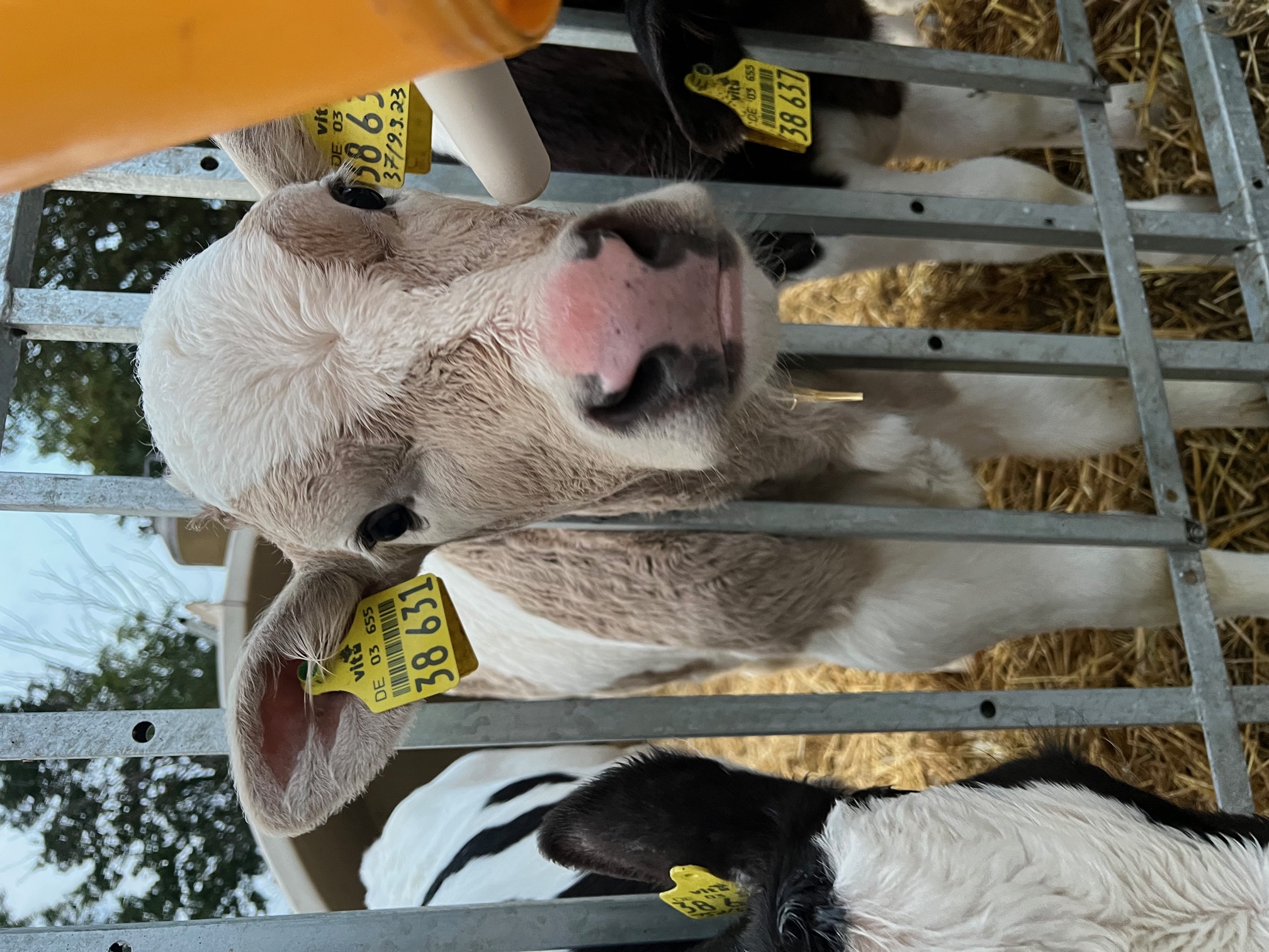 Ferienhof-Knoop I nostri animali Vitelli