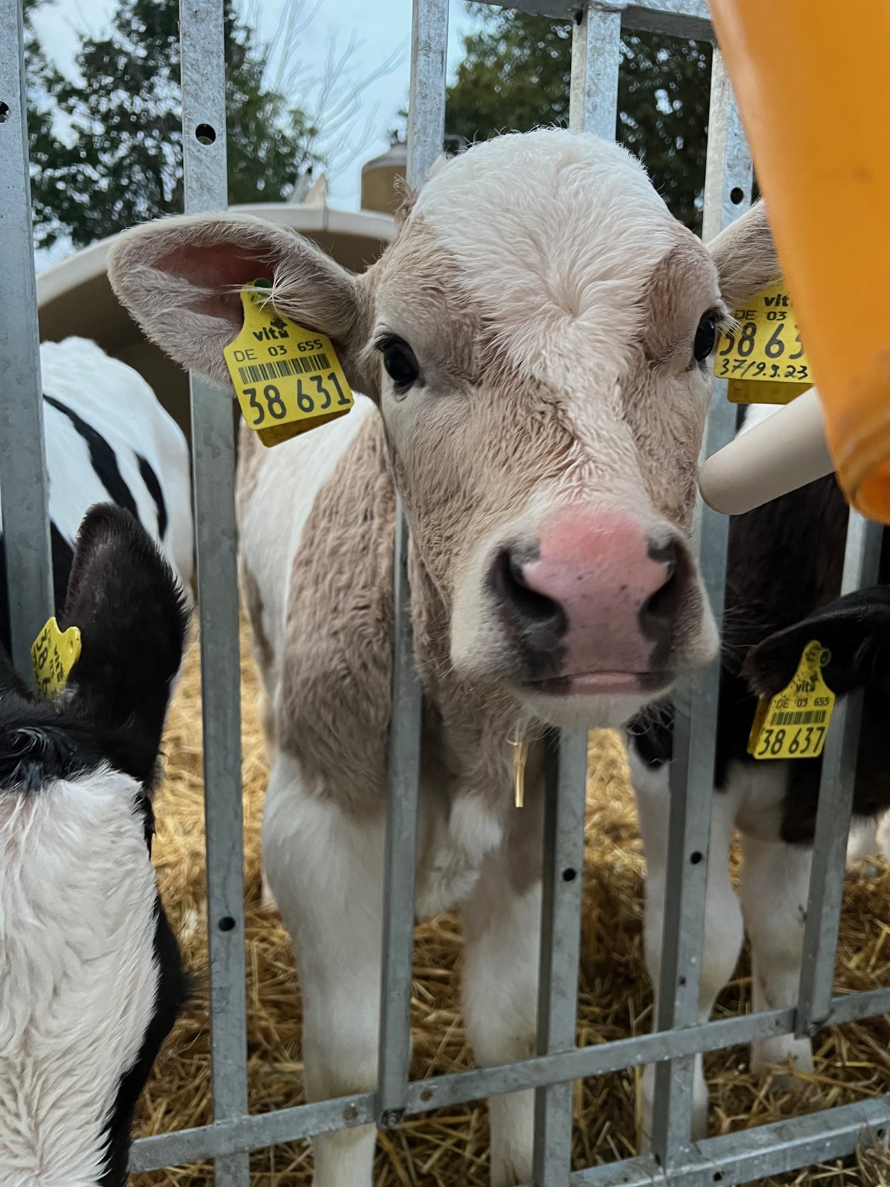 Ferienhof-Knoop I nostri animali Vitelli