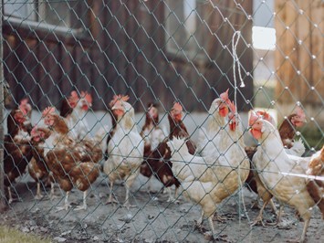 Tofererhof unsere Tiere Hühner