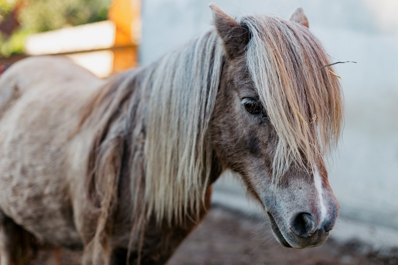 Tofererhof I nostri animali pony