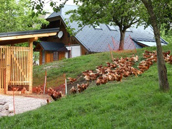 Attwengerhof unsere Tiere Hühner