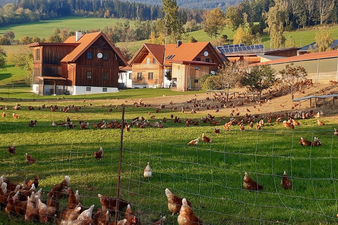 Ferien Bauernhof: Die Hühner genießen ihre Freiheit - Loiblhof