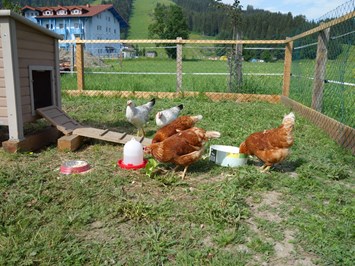 Ausserraingut unsere Tiere Hühner