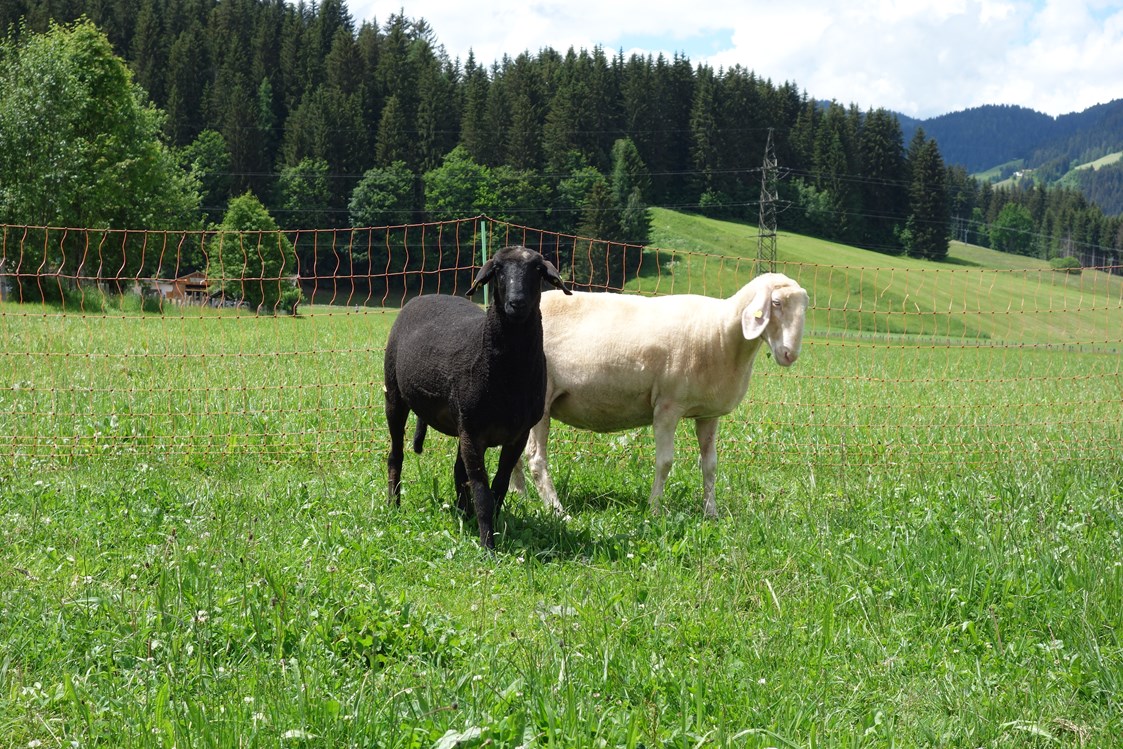 Ferien Bauernhof: Unsere Schafe - Ausserraingut
