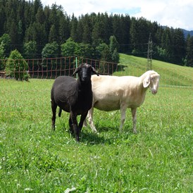Ferien Bauernhof: Unsere Schafe - Ausserraingut