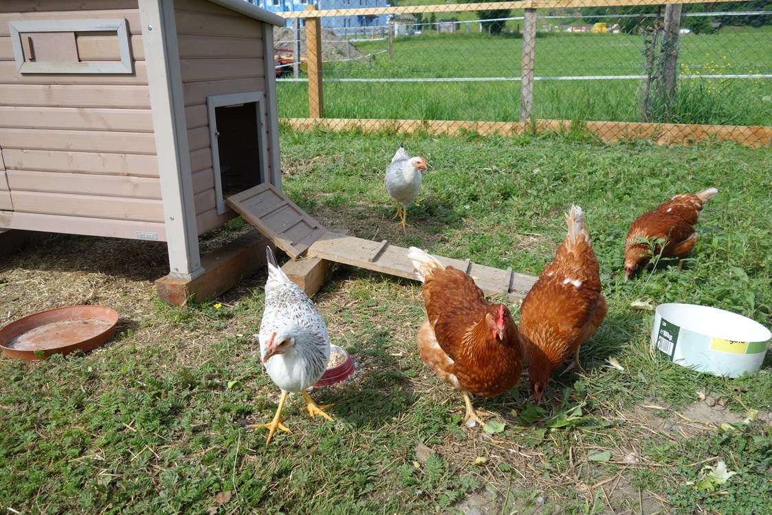 Ferien Bauernhof: unsere Hühner - Ausserraingut