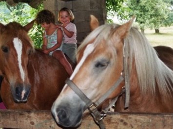 Ferien am Talhof Naše živali Konji