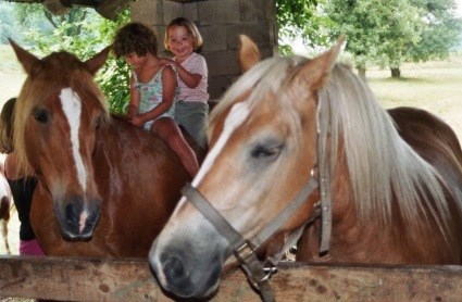 Ferien am Talhof Our animals Horses