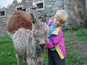 Eselgut  mit  Donautraumblick Our animals Donkeys
