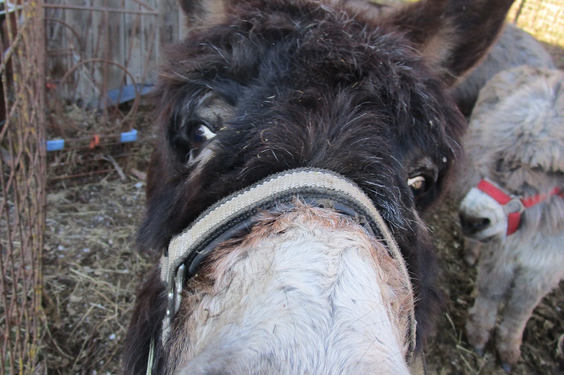 Ferien Bauernhof: Burli - Eselgut  mit  Donautraumblick