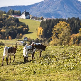 Ferien Bauernhof: Pension-Kobichl