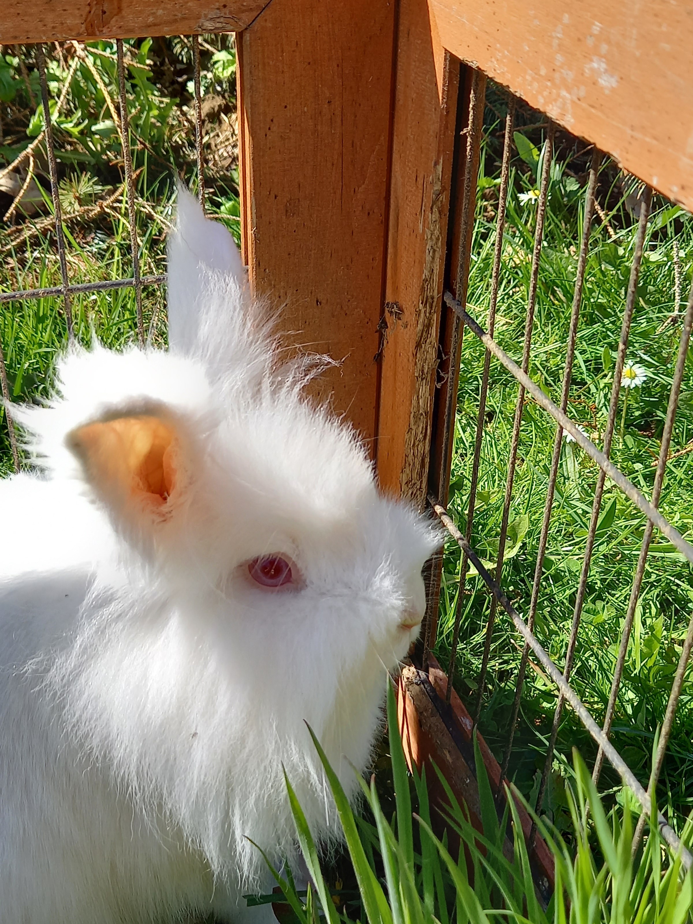 Sonnleitnerhof Naše živali Domače živali