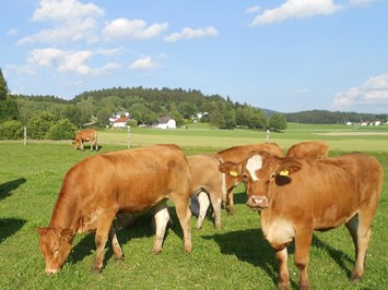Sonnleitnerhof Our animals pasture