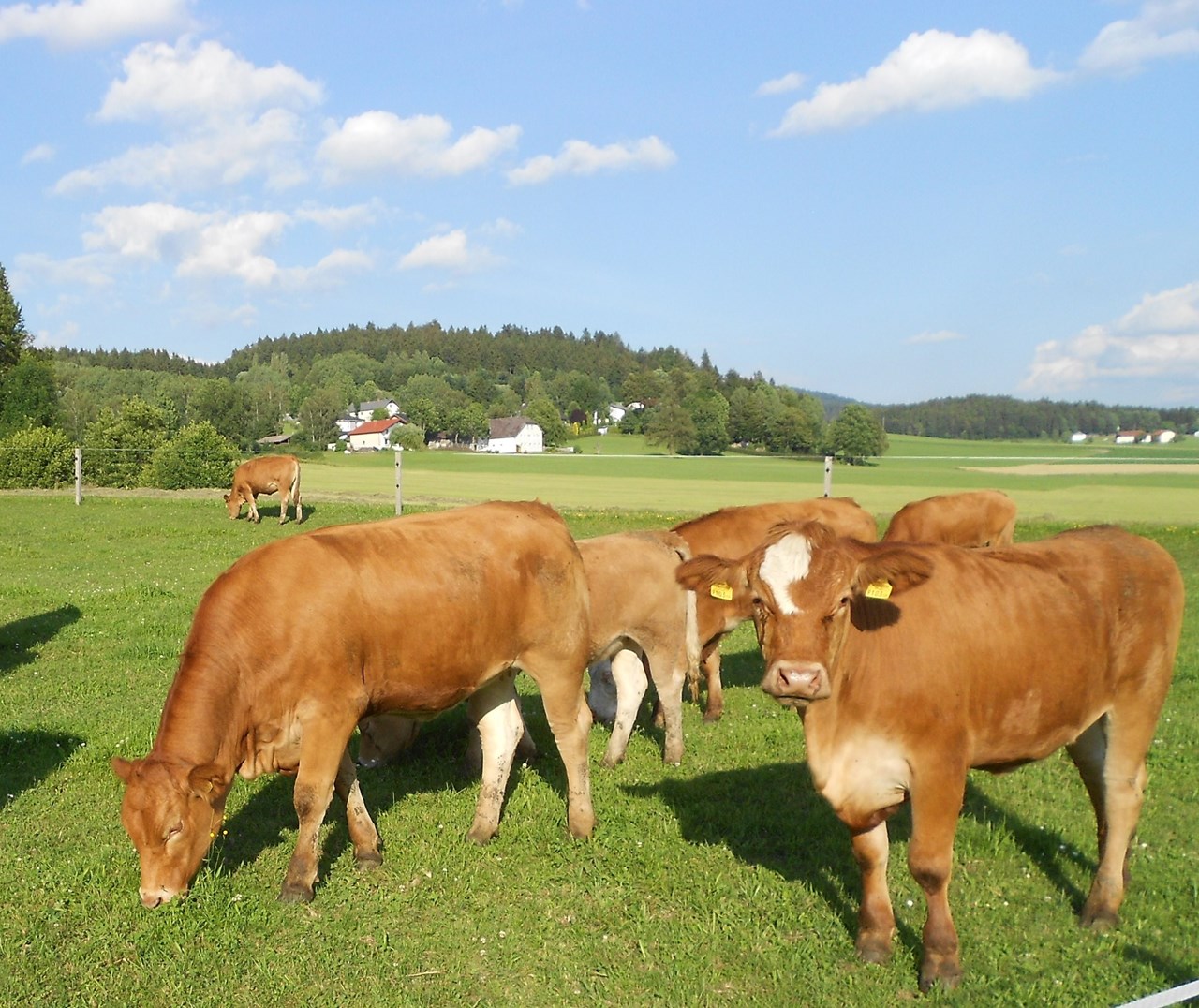 Sonnleitnerhof Our animals pasture