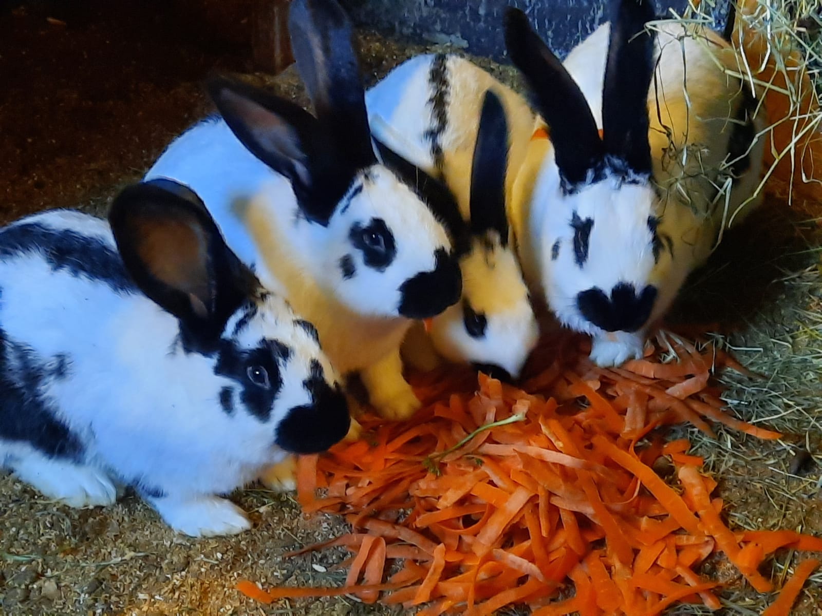 Ferien Bauernhof: Komfortbauernhof Zittrauerhof 4 Blumen