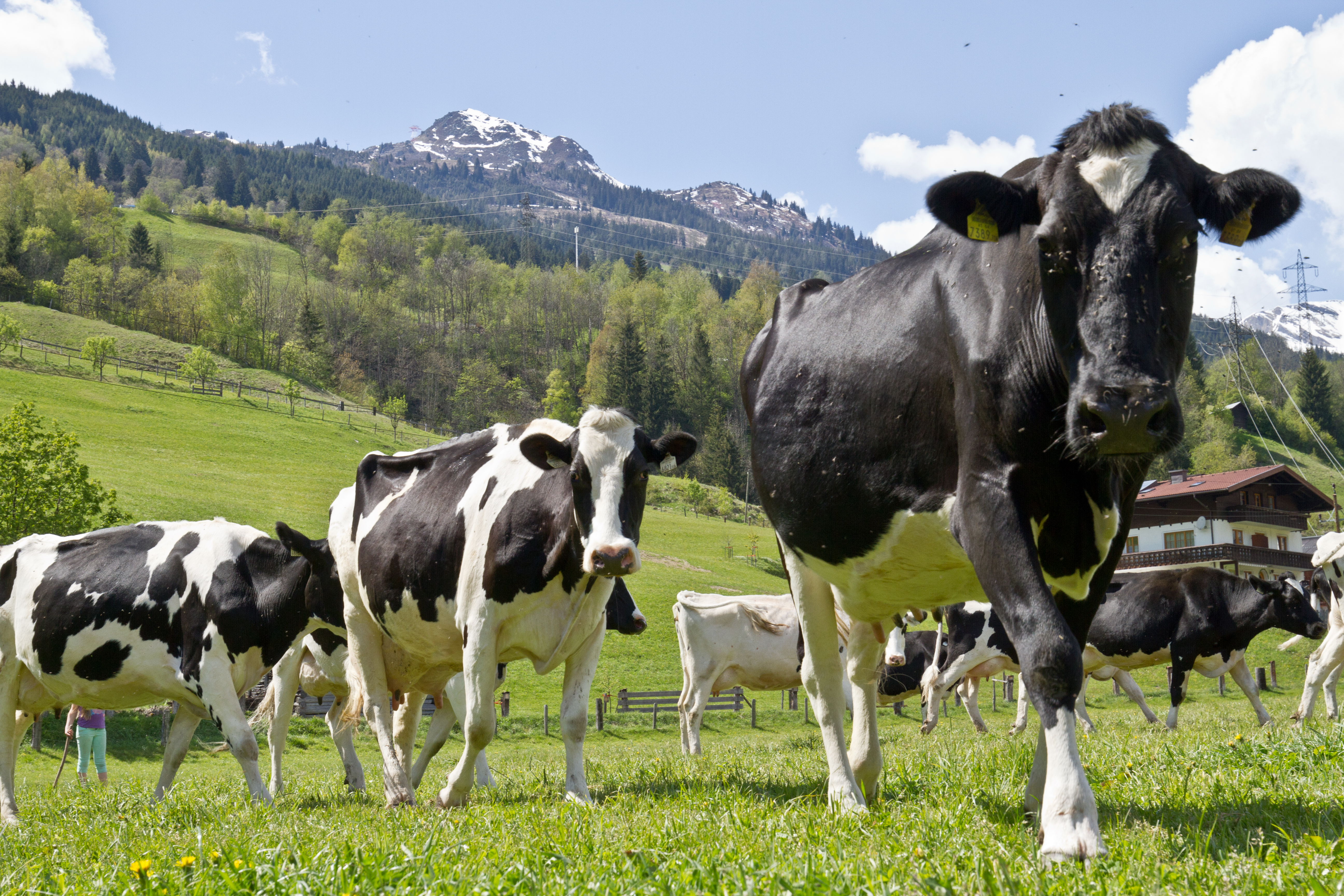 Ferien Bauernhof: Komfortbauernhof Zittrauerhof 4 Blumen