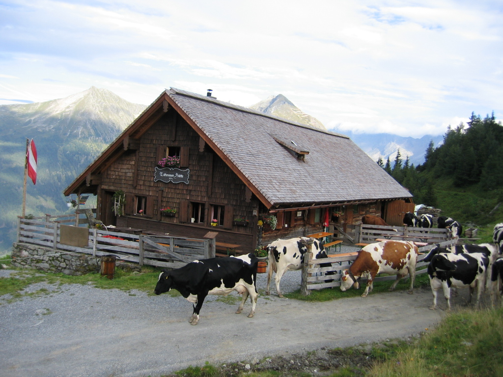 Komfortbauernhof Zittrauerhof 4 Blumen unsere Tiere Unsere Rinder auf der Zittraueralm