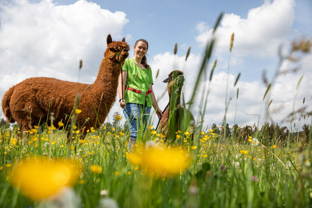 1 Urlaubsbauernh fe mit Tiere am Hof Alpakas in Rheinland Pfalz