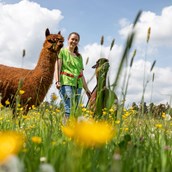 Ferien Bauernhof - Alpakaspaziergänge  - Hubertushof Eifel