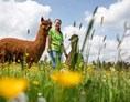 Ferien Bauernhof: Alpakaspaziergänge  - Hubertushof Eifel