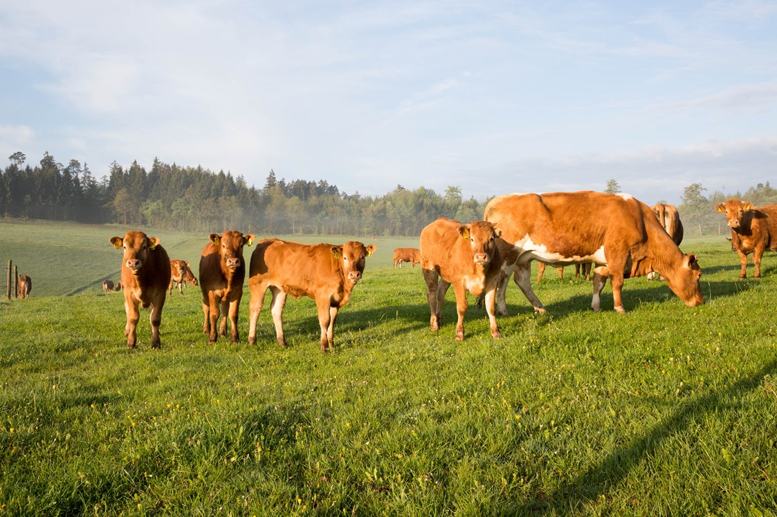 Ferien Bauernhof: Mutterkuhhaltung - Hubertushof Eifel