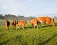 Ferien Bauernhof: Mutterkuhhaltung - Hubertushof Eifel