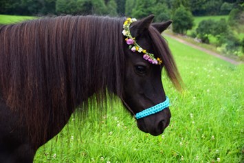 Ferien Bauernhof: Ponys & Pferde - Hubertushof Eifel