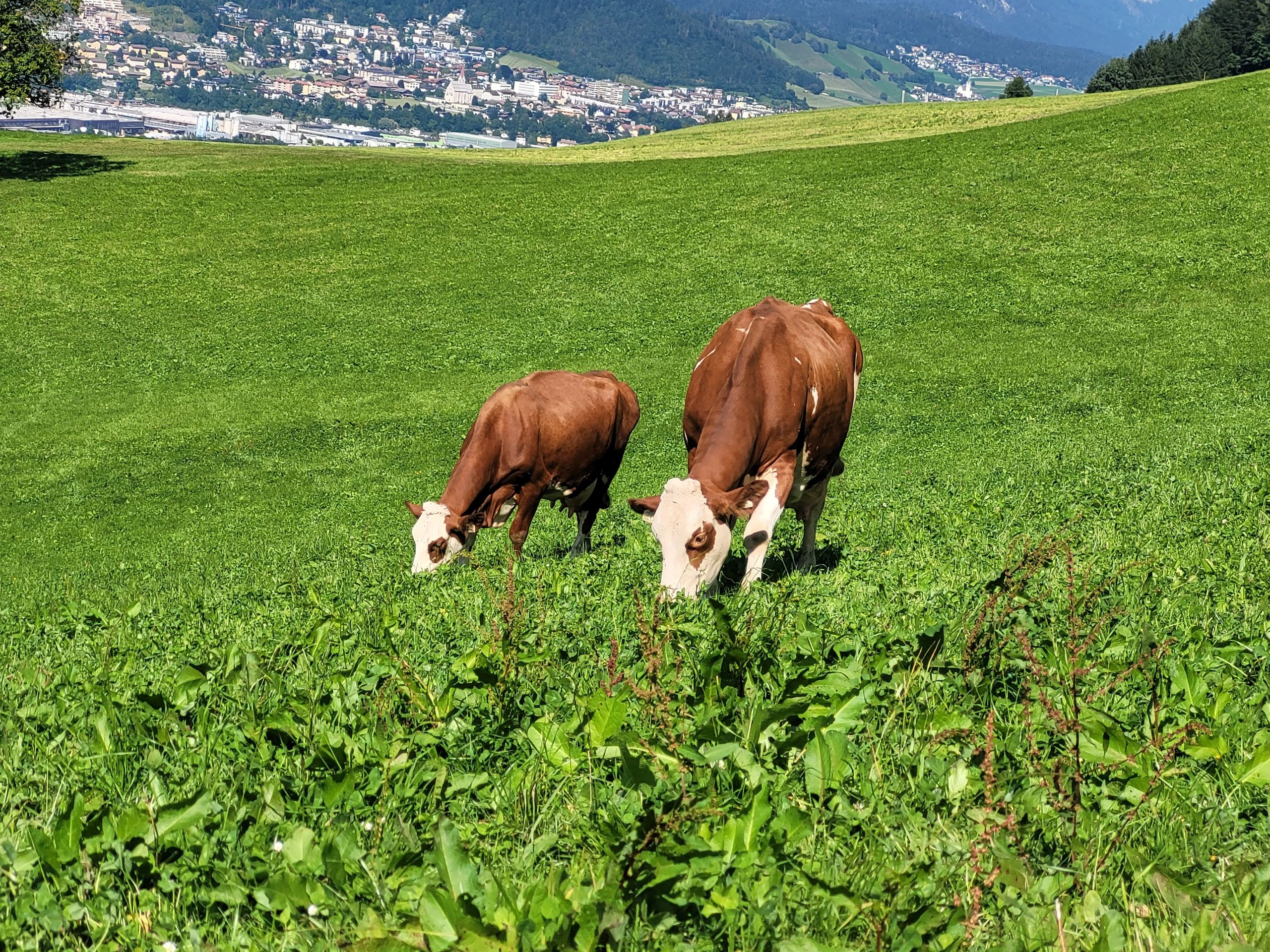 vakantie op de boerderij - Streichelzoo - Oostenrijk - Happmannhof