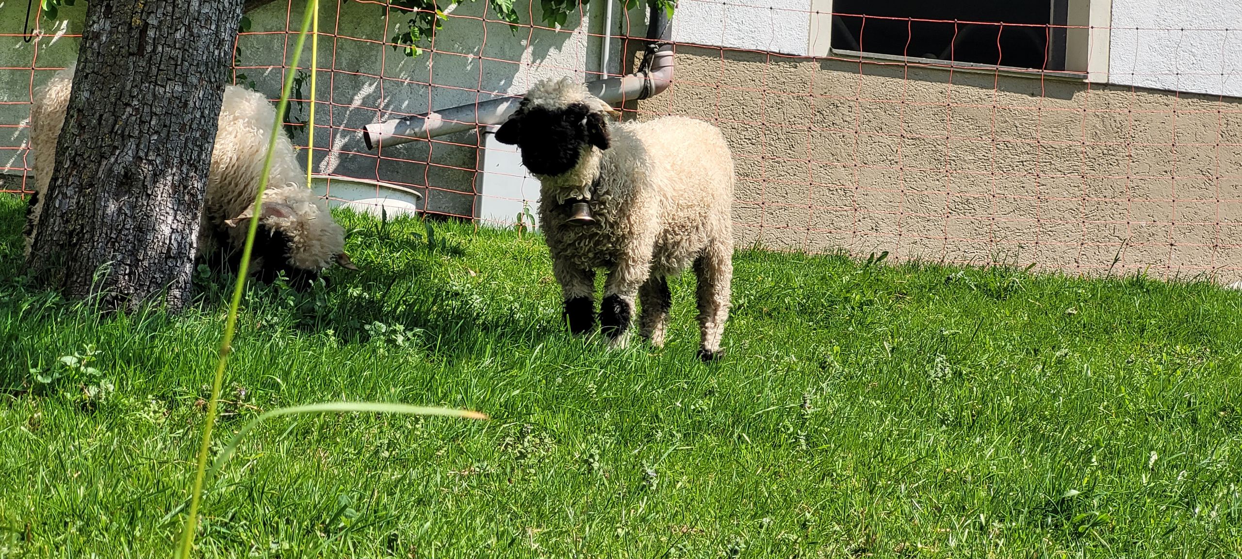 Ferien Bauernhof: Happmannhof