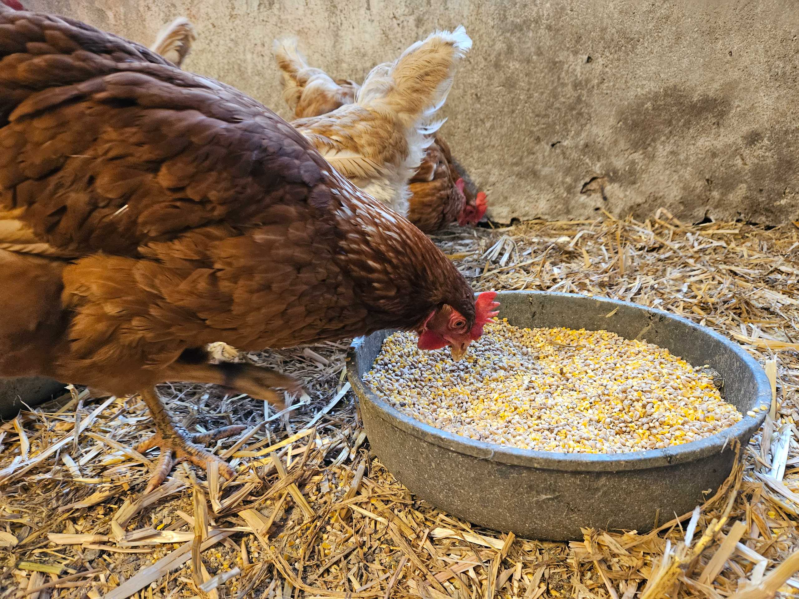 Ferien Bauernhof: Happmannhof