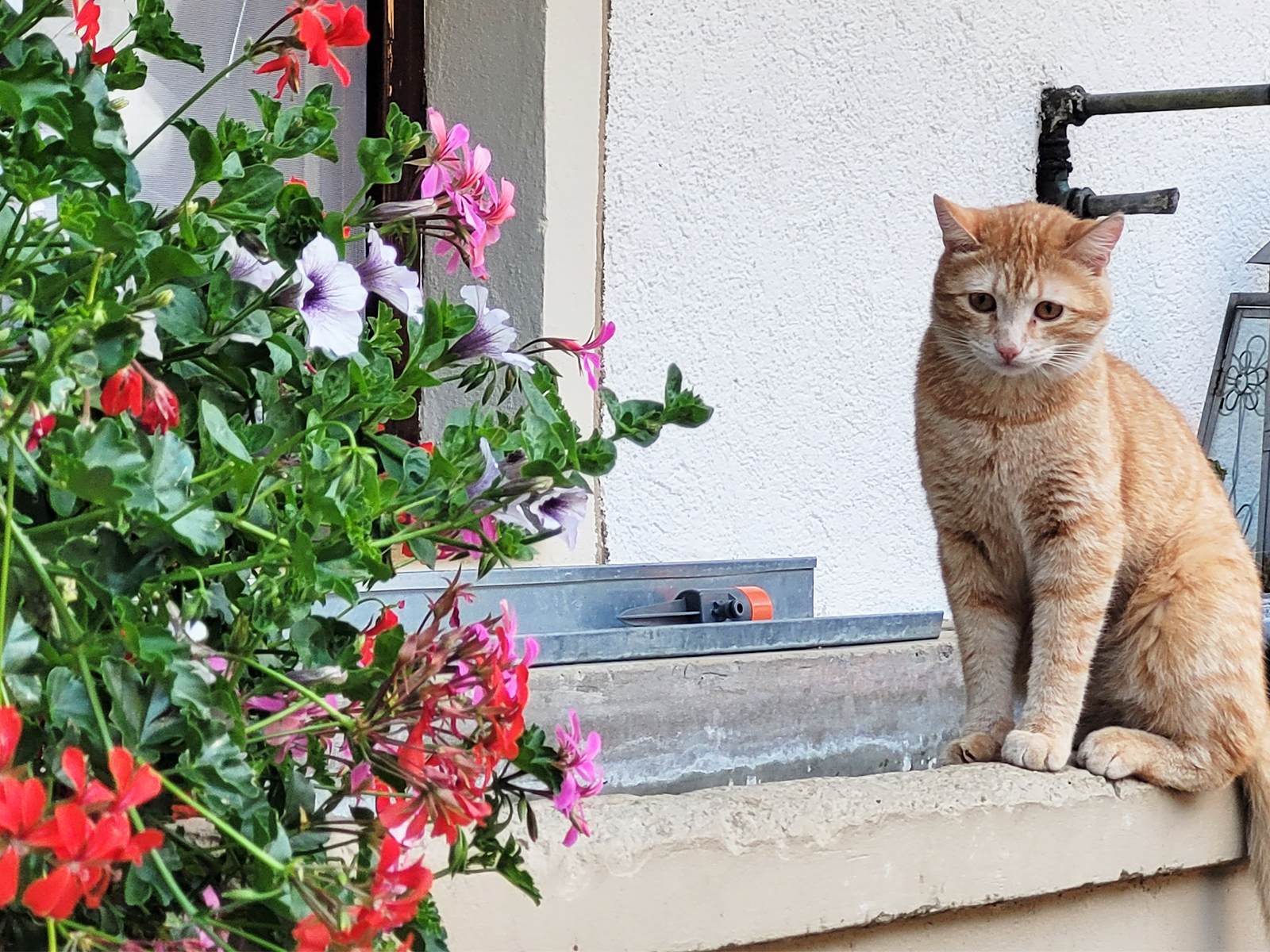 Ferien Bauernhof: Happmannhof