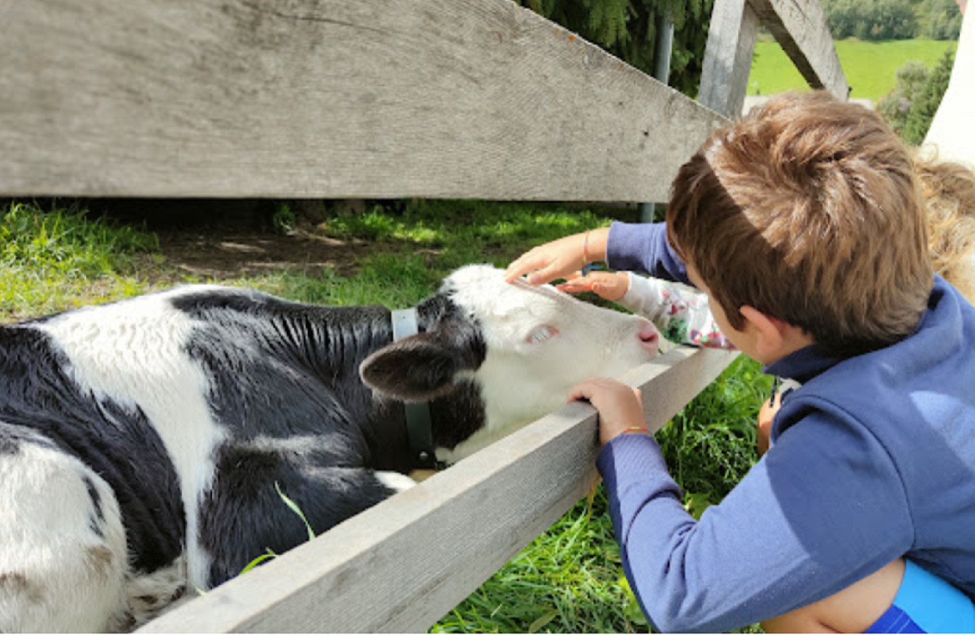 Urlaub auf dem Bauernhof - Blumen-Klassifizierung: 2 Blumen - St. Martin 35 - Streichelzoo Matzilerhof - Matzilerhof