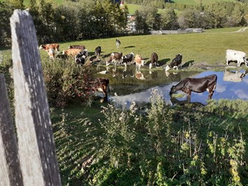 Matzilerhof Our animals Cows