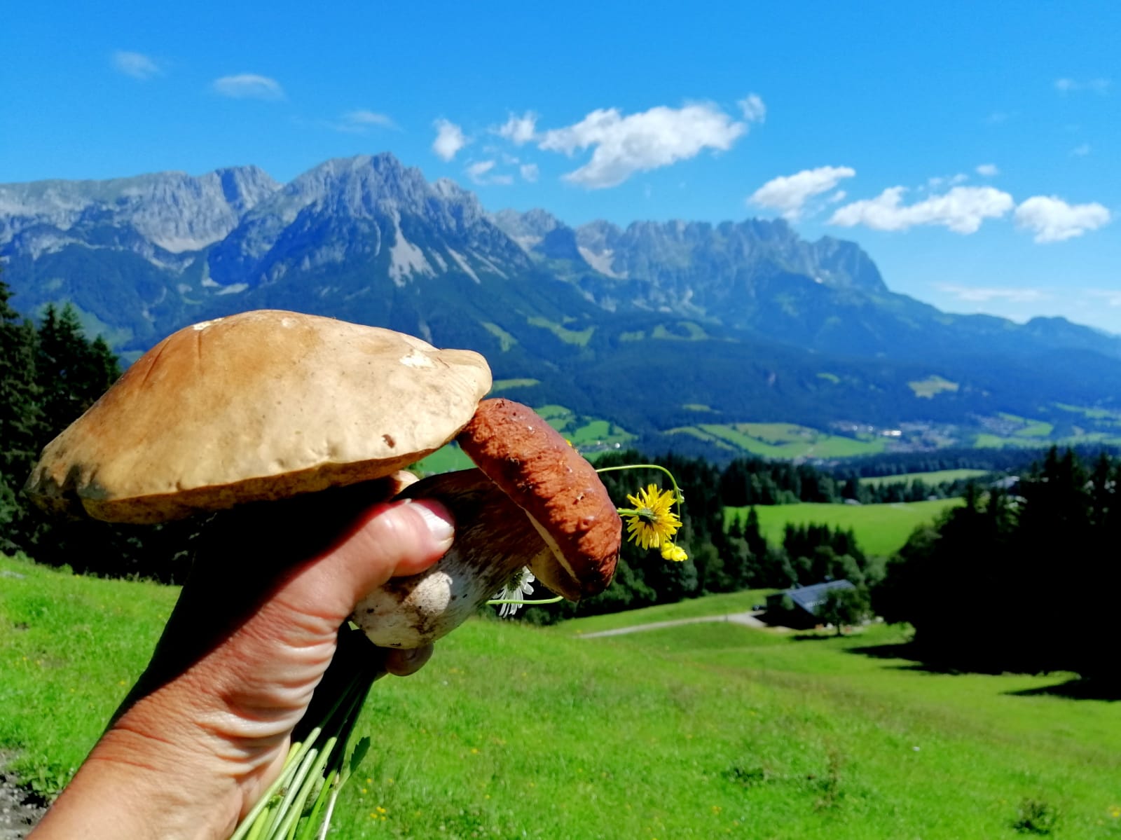 Ferien Bauernhof: Schwammerlzeit am Nobahof - Nobahof am Wilden Kaiser