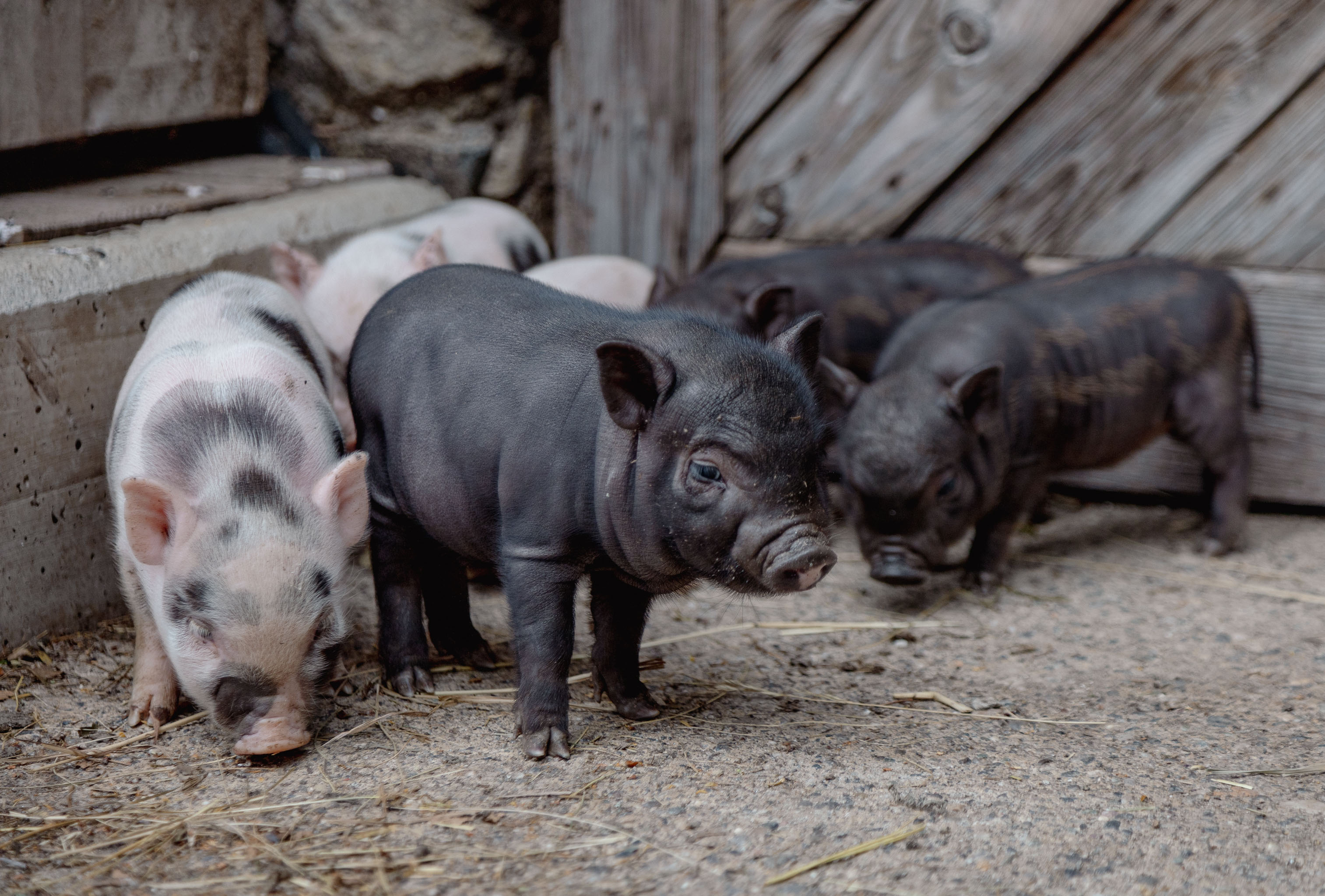 Ferien Bauernhof: Mini Hängebauchschweine - Bio- und Vitalbauernhof Bacherhof - Dejavnosti, Kmečko dvorišče, Živali, Zunanji prostor