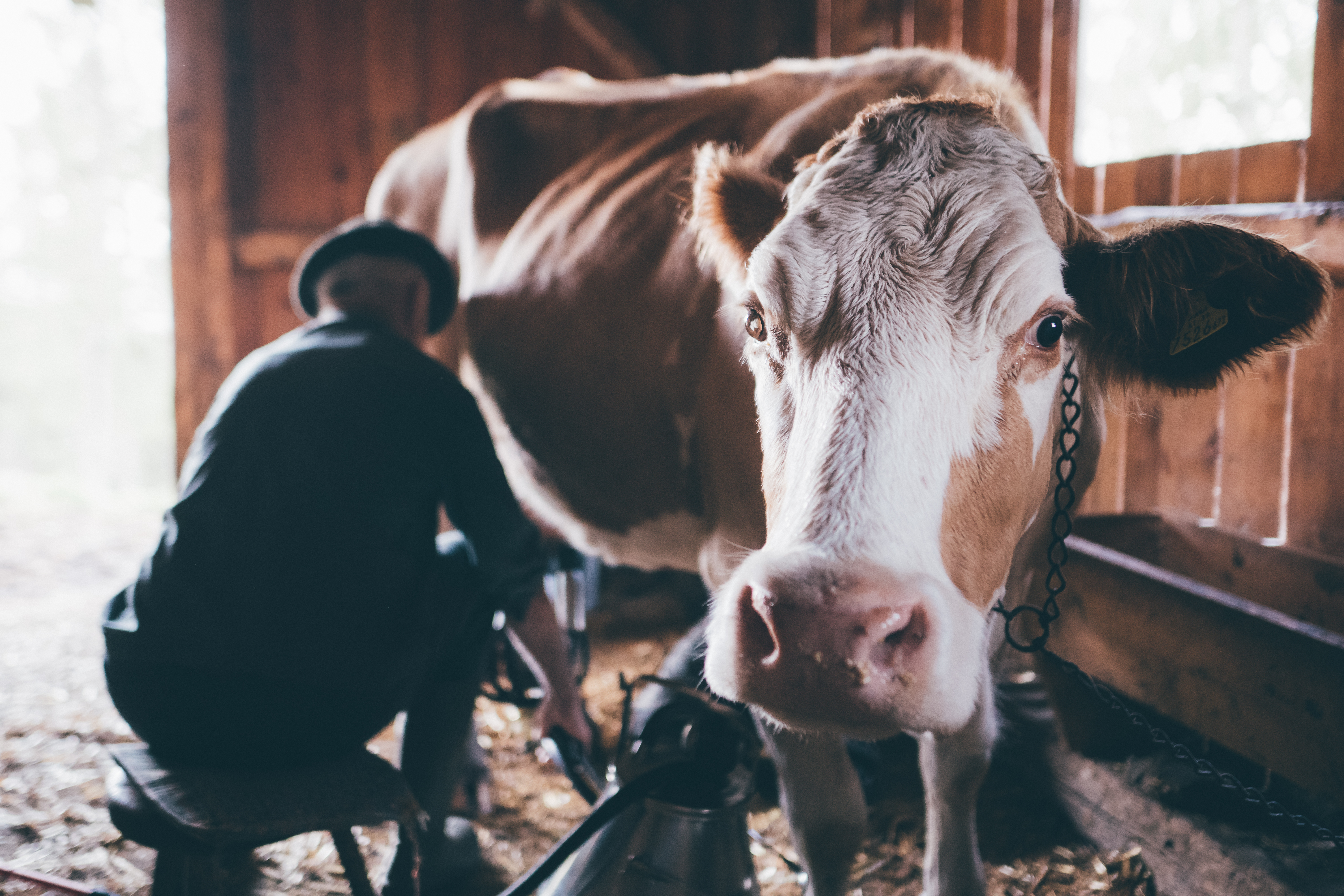Ferien Bauernhof: Melken auf der Bacherhütte - Bio- und Vitalbauernhof Bacherhof - Dejavnosti, Kmečko dvorišče, Živali, Zunanji prostor