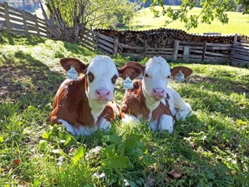 Biohof Maurachgut unsere Tiere Kühe