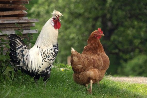 Biohof Maurachgut unsere Tiere Hühner