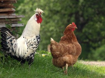 Biohof Maurachgut unsere Tiere Hühner